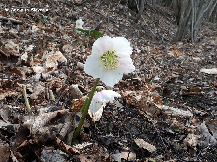 Spring flowers in the middle of winter