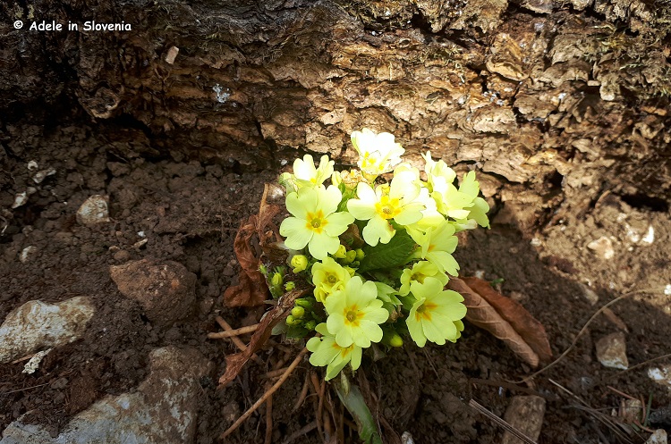 Spring flowers on the way