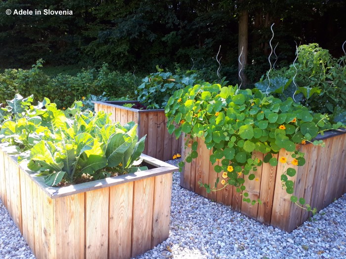 Free vegetables for the guests