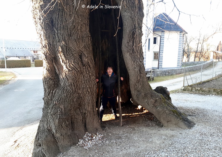 Giant village linden tree