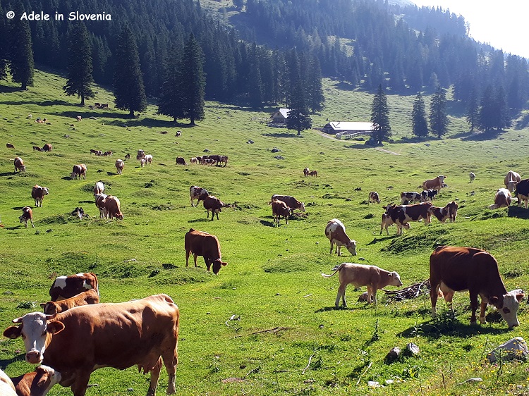 Pungrat mountain pasture